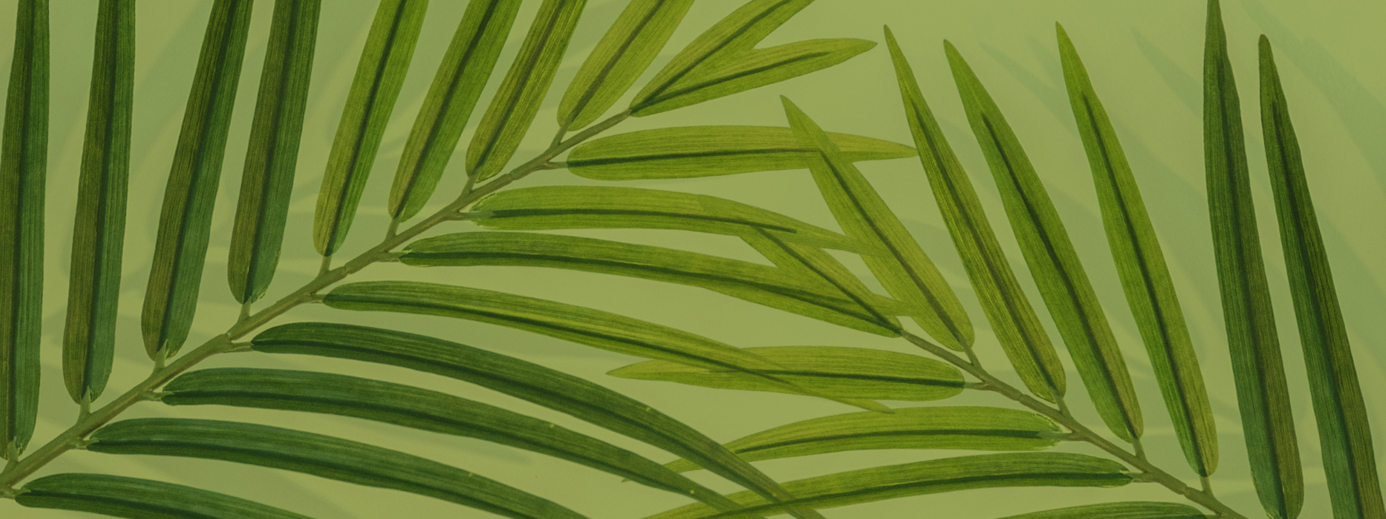 Join us Palm Sunday      *29th March 10:45